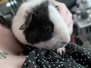 Guinea Pig rodents Male teddy guinea pig 6 months old - Advert 1