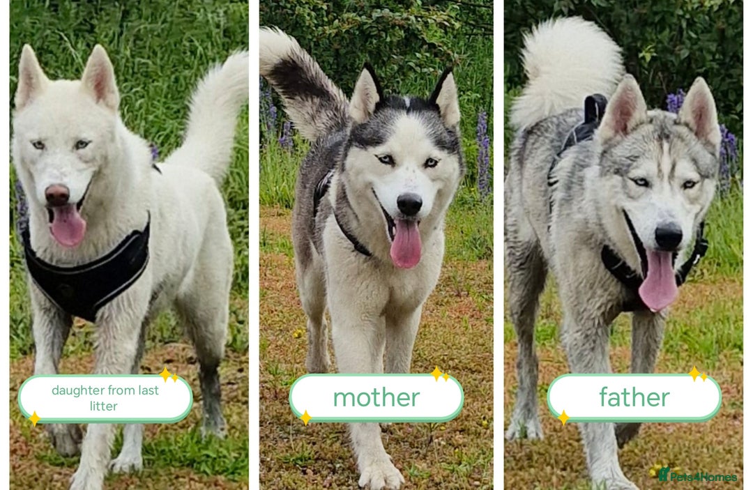 Siberian Husky dogs for sale: Siberian huskys puppys - Image 3