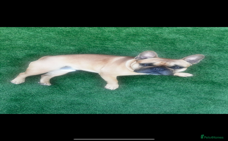 French Bulldog dogs - Advert 1