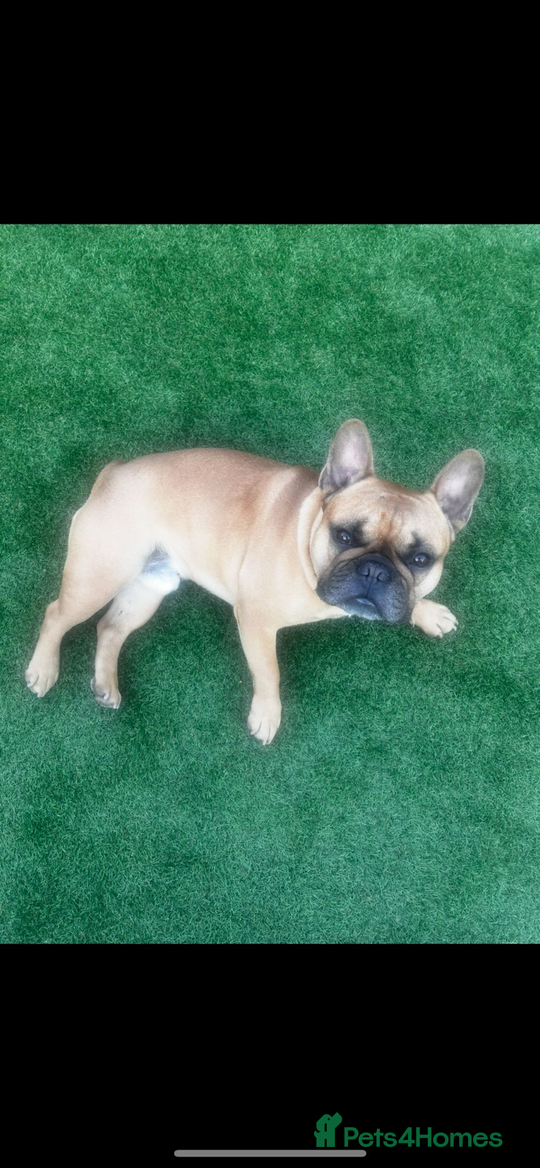 French Bulldog dogs for stud: Arnie  - Image 1