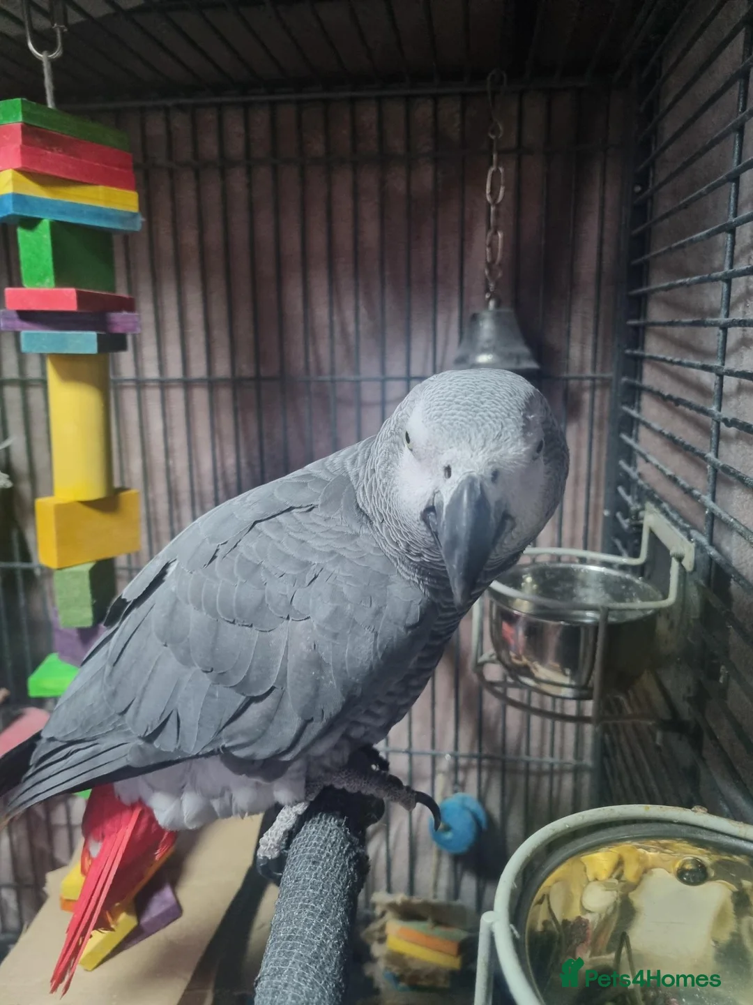 Parrots birds for sale: Harry  in Retford - Advert 2