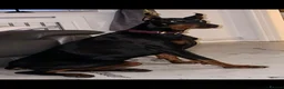 Dobermann dogs for sale: European girl Doberman  - Advert 1