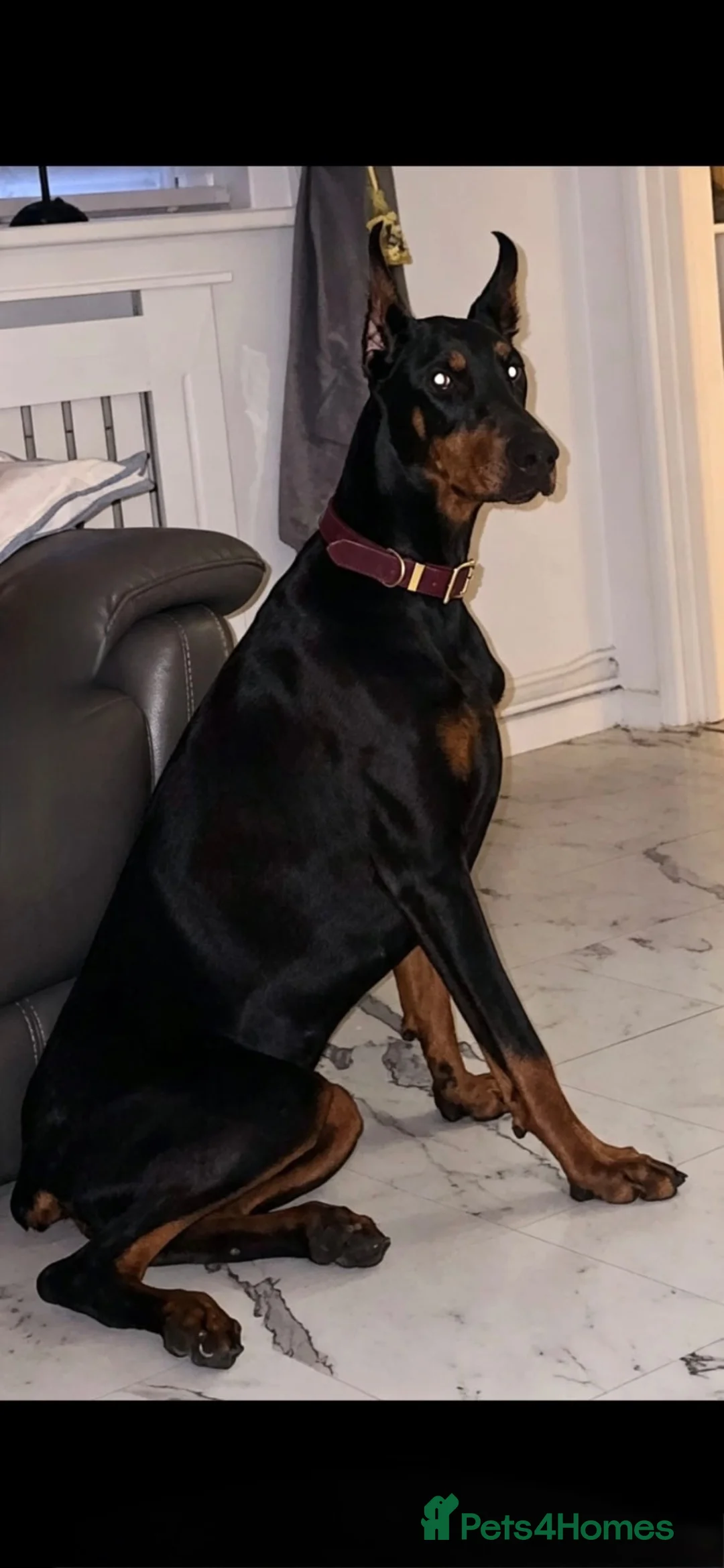 Dobermann dogs for sale: European girl Doberman  - Advert 1