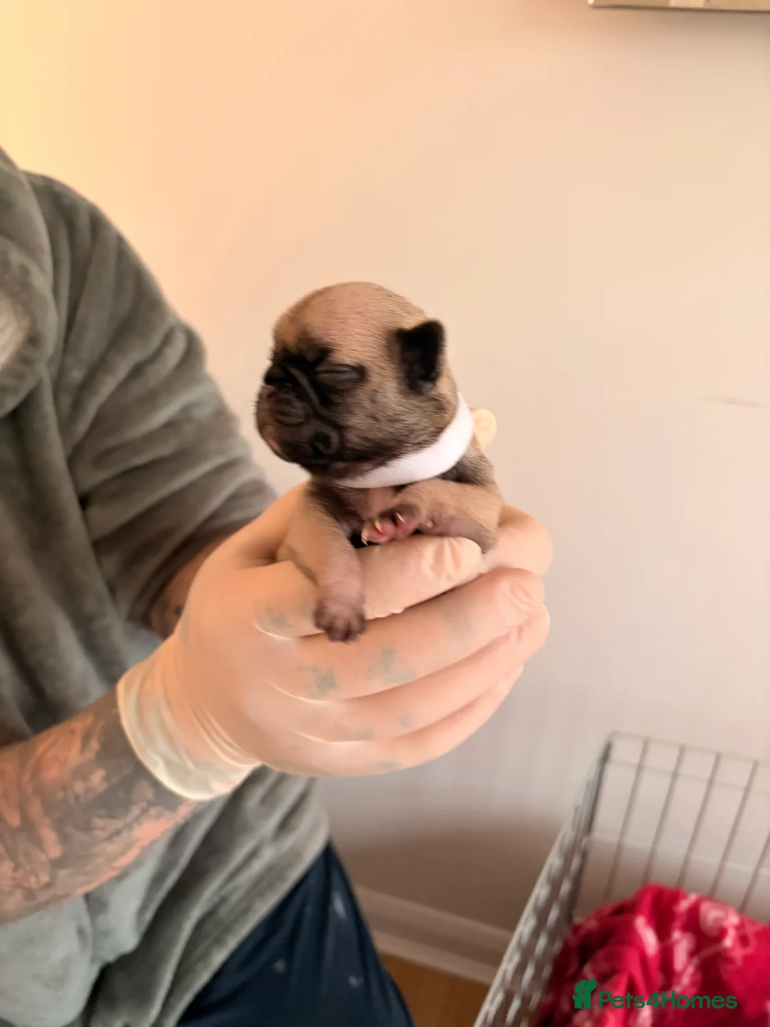 Pugapoo dogs for sale: Stunning Pugapoo Puppies – 1 Boy & 3 Girls  in Waterlooville - Advert 11