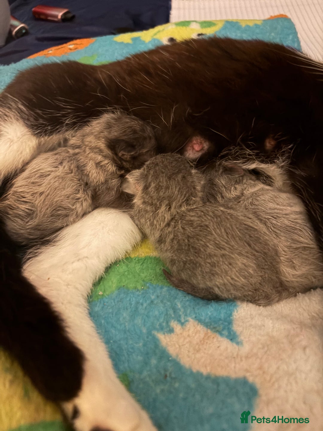 Mixed Breed cats for sale: Half ragdolls cuddly, all girls, ready now - Advert 15