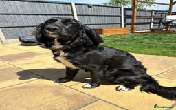 Mixed Breed dogs for sale: Sprocker spaniel cross female - Advert 5
