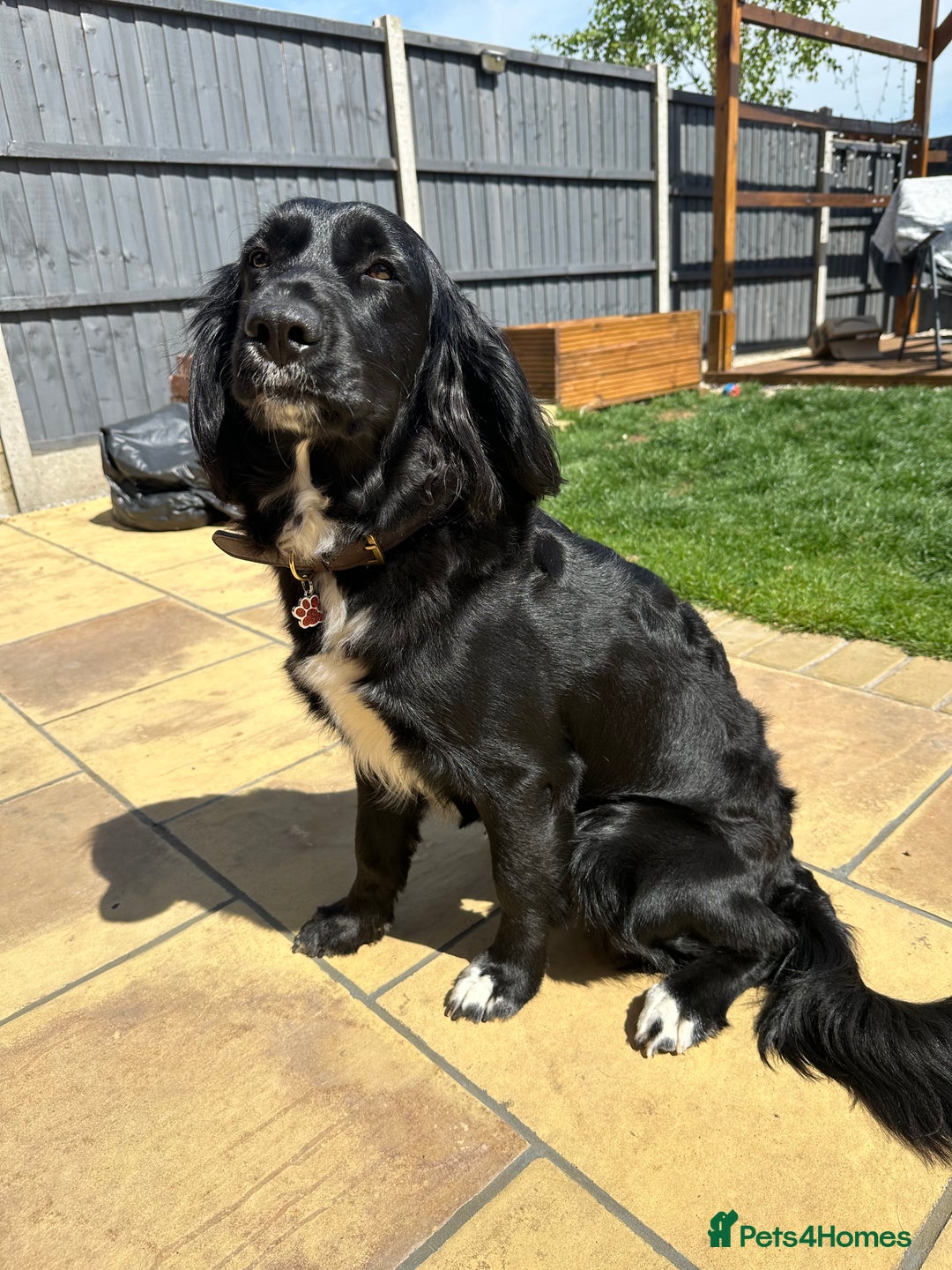 Mixed Breed dogs for sale: Sprocker spaniel cross female - Advert 5