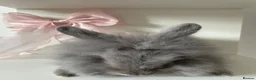 Mixed Breed rabbits for sale: lionhead x mini lop baby boys 🩵 - Advert 8