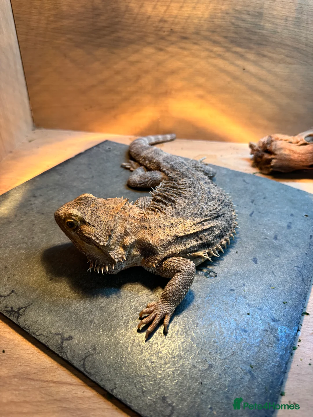 Gecko reptiles for sale: Lizards for rehome  - lot to choose from  in Nottingham - Advert 20