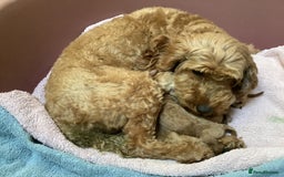 Cockapoo dogs for sale: COCKAPOO PUPS ( miniature x cockapoo ) ReadyDec 4 - Image 5