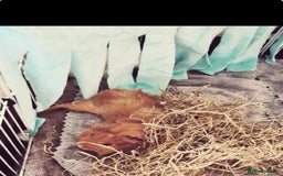 Guinea Pig rodents for sale: 2 young female Guinea pigs for sale  - Image 5