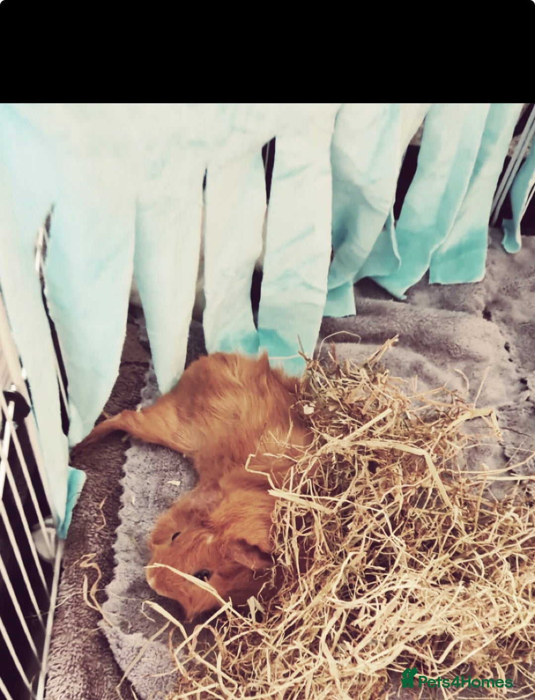 Guinea Pig rodents for sale: 2 young female Guinea pigs for sale  - Image 5