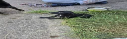 Patterdale Terrier dogs for sale: Patterdale terrier  - Advert 3