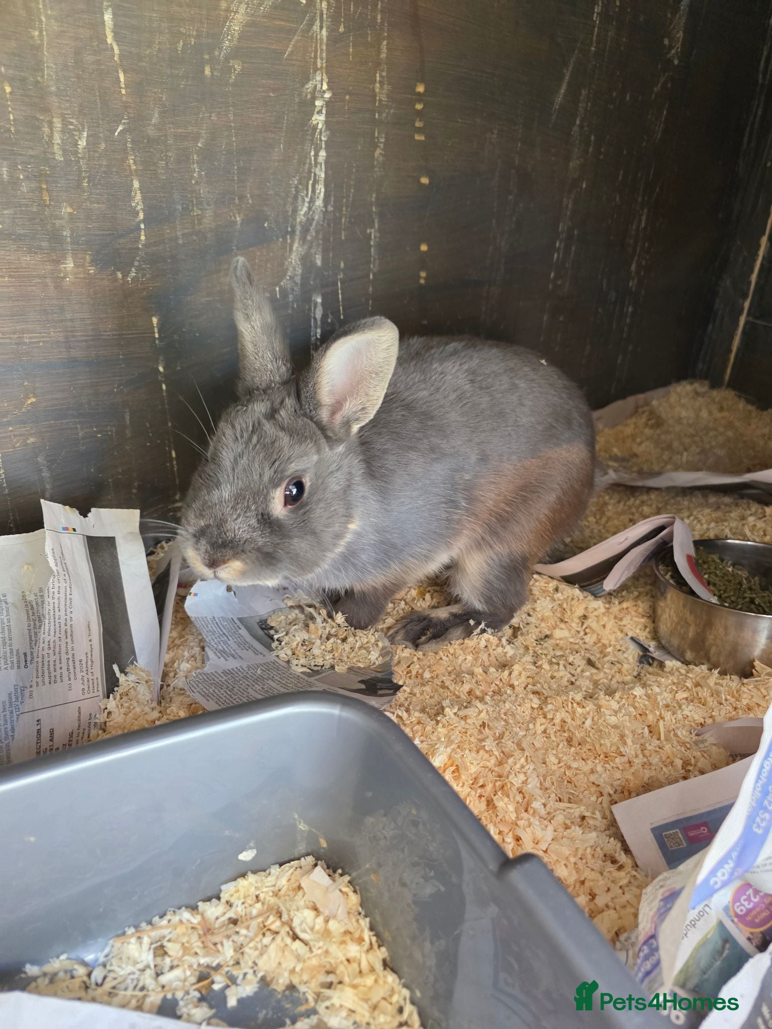 Netherland Dwarf rabbits Male netherland dwarf - Advert 1