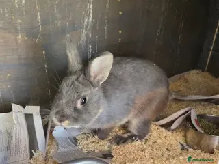 Netherland Dwarf rabbits 2 Netherland dwarfs - Advert 1