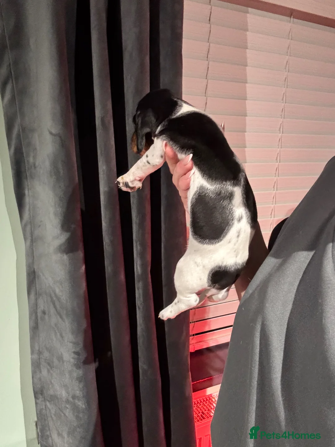 Dachshund dogs for sale: MINIATURE DACHSHUND PUPS PIEBALD KC REG PRA CLEAR - Advert 16