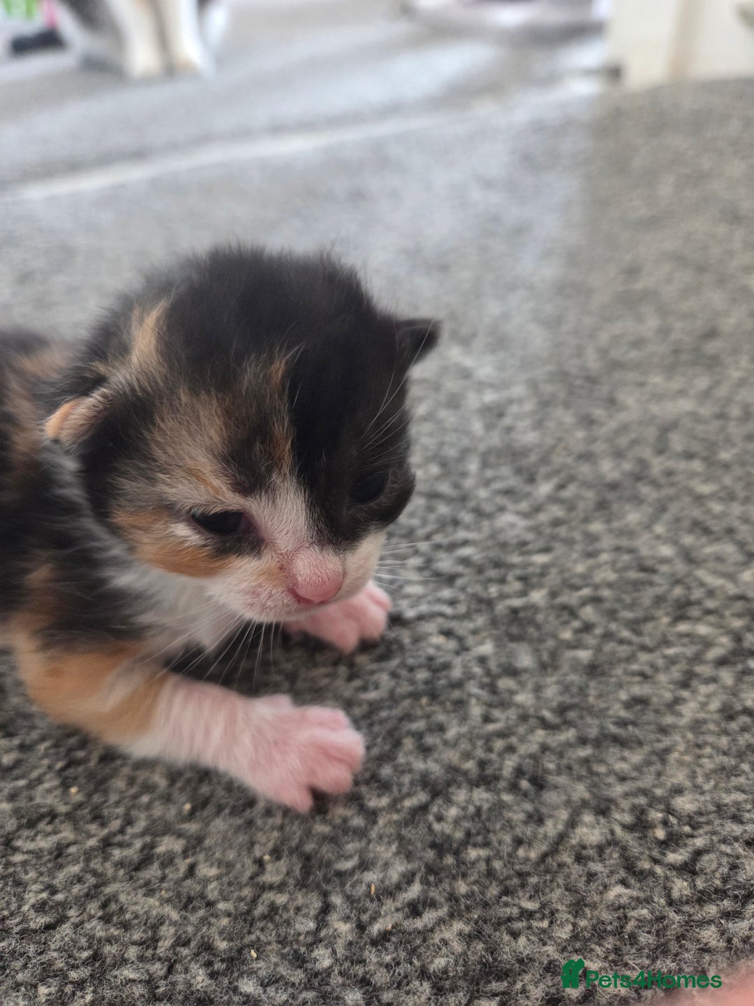 Mixed Breed cats for sale: Beautiful kittens - Image 35