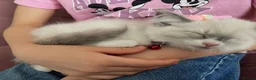 Ragdoll cats for sale: Child Friendly Ragdoll and Ragdoll Cross Kittens  - Advert 11