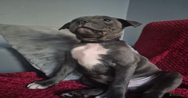 Staffordshire Bull Terrier dogs - Advert 3