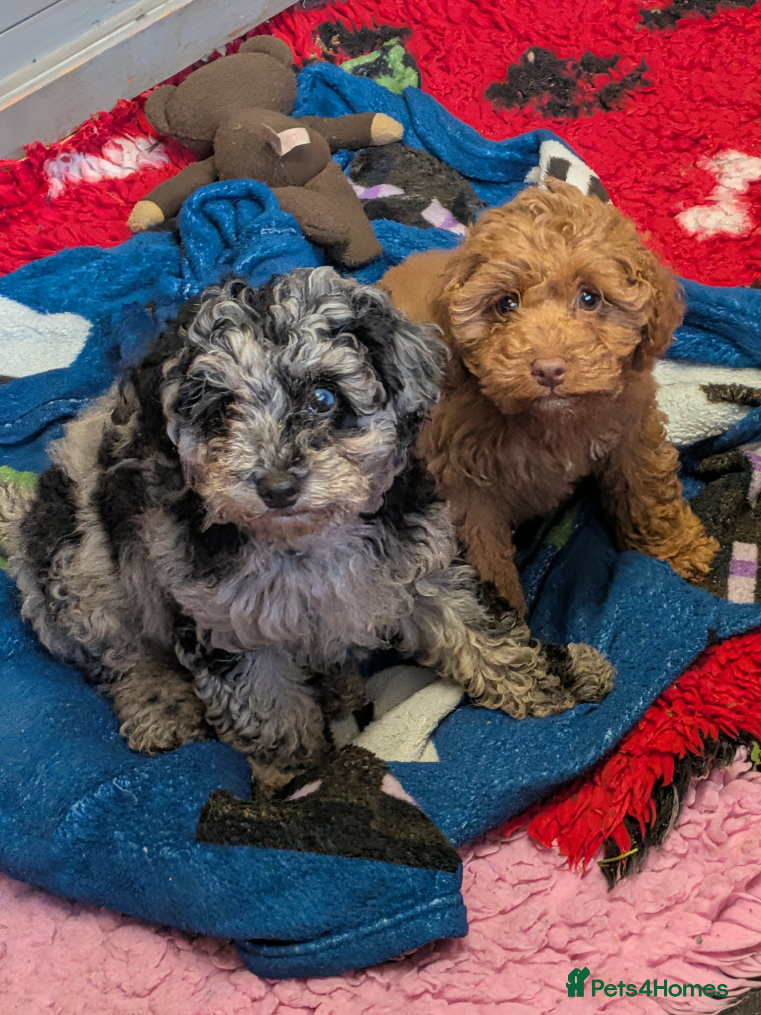 Cockapoo dogs Beautiful Cockerpoo puppies  - Advert 18