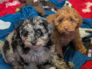Cockapoo dogs Beautiful Cockerpoo puppies - Advert 18