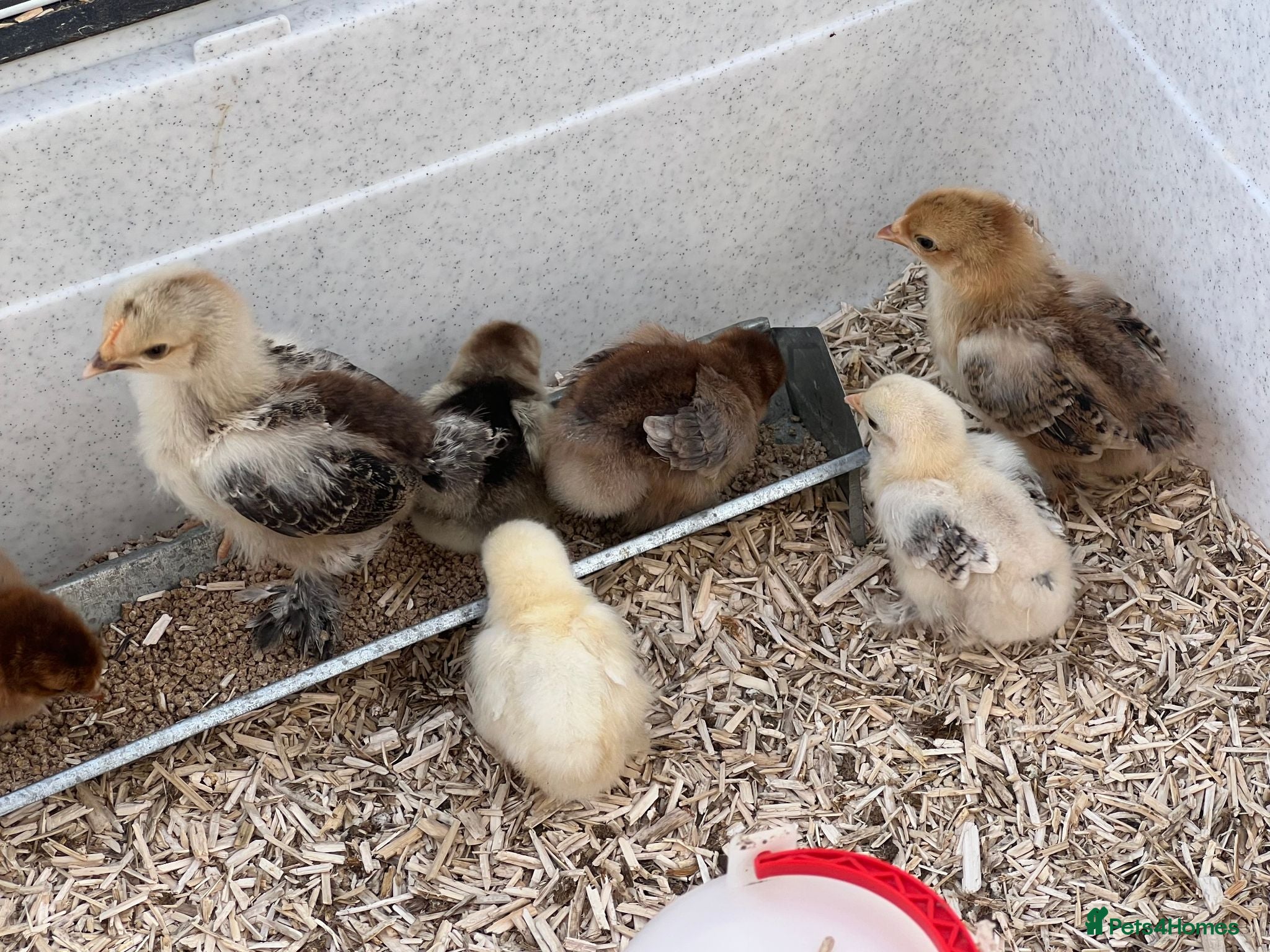Chickens poultry 2 week old Pekin Bantams - Advert 8