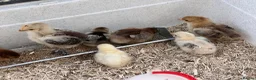 Chickens poultry for sale: 2 week old Pekin Bantams in Petersfield - Advert 1