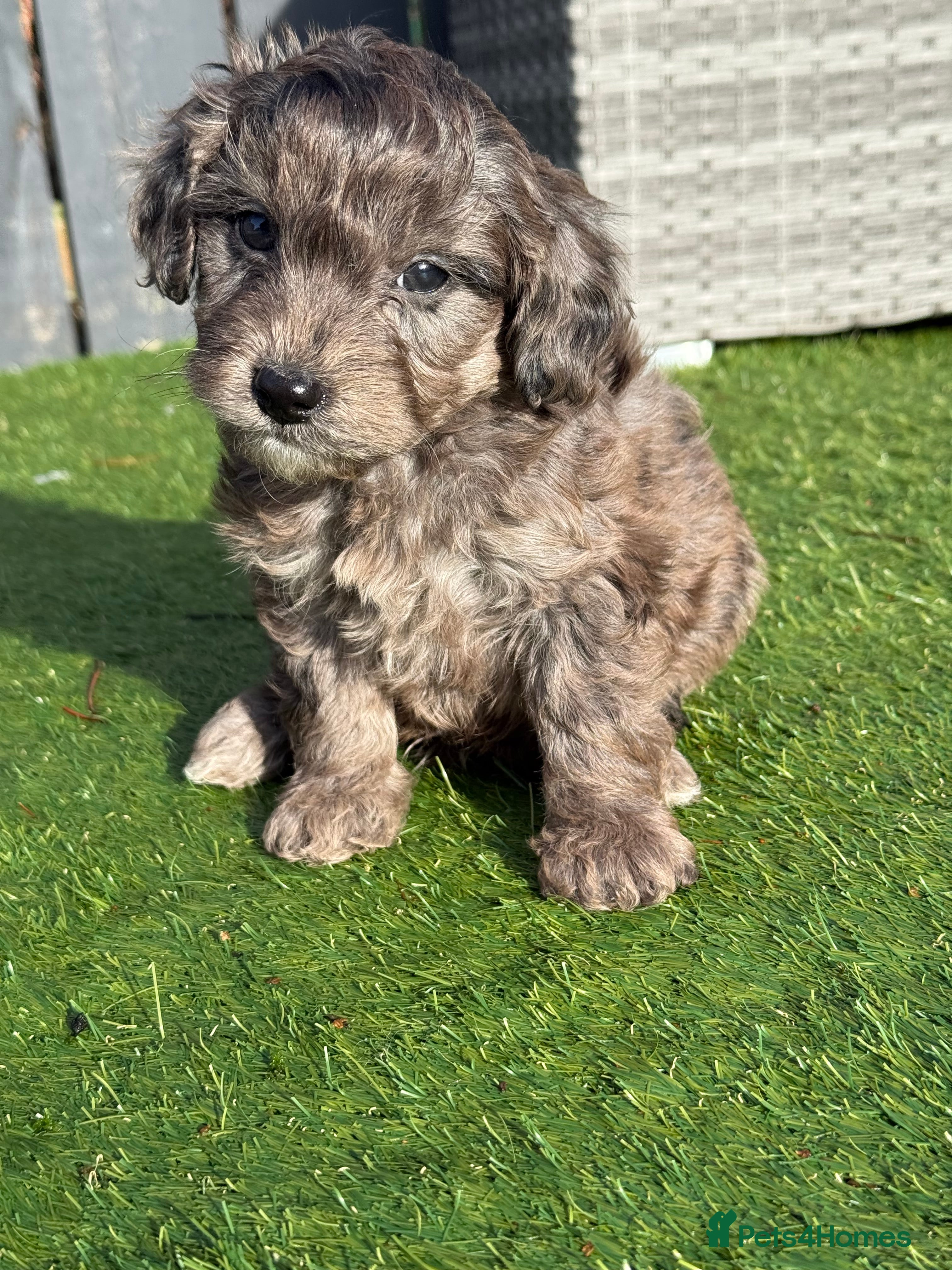 Cockapoo dogs F1B TOY COCKAPOO’S - Advert 1