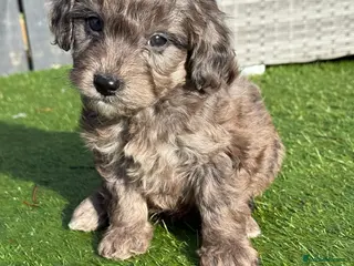 Cockapoo dogs F1B TOY COCKAPOO’S - Advert 1