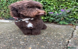 Cockapoo dogs for sale: Chocolate cockerpoo girl - Image 1
