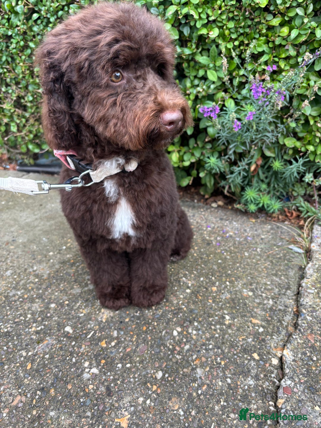 Cockapoo dogs for sale: Chocolate cockerpoo girl - Image 1