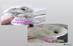 Mini Lop rabbits for sale: Beautiful mini lops x 9 - Image 1