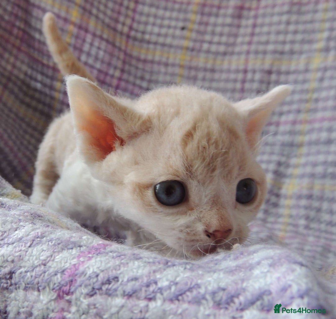 Devon Rex cats for sale: Beautiful Devon Rex Kittens - GCCF registered - Image 15