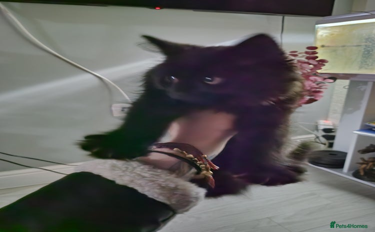 Oriental cats - Advert 1