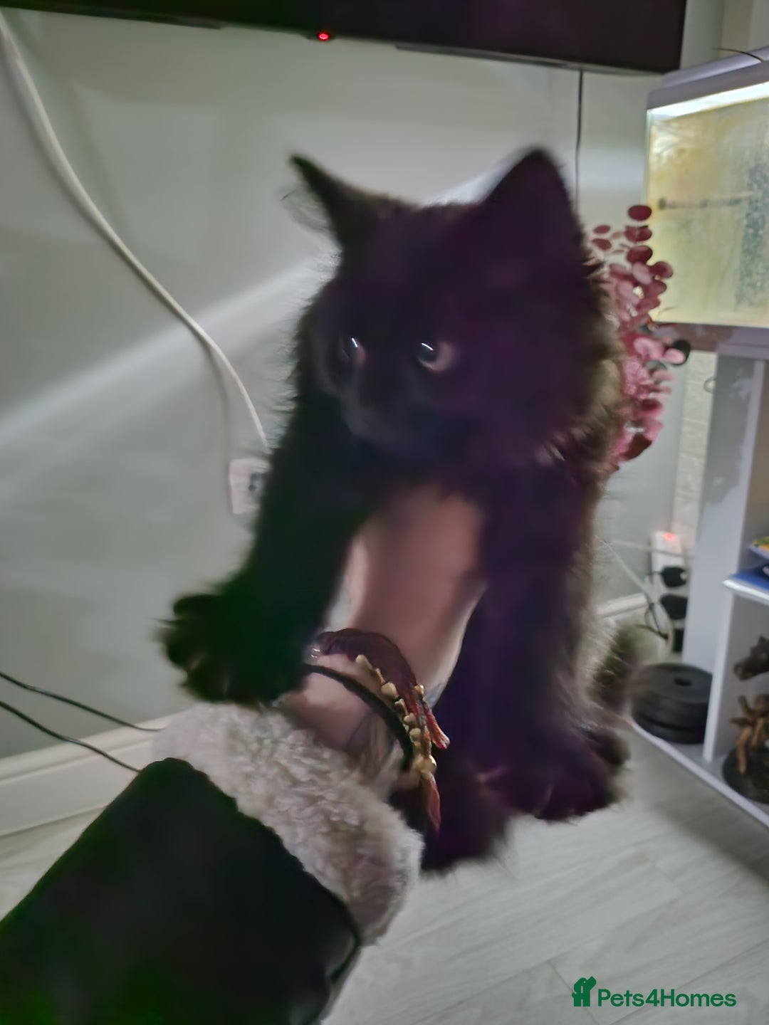 Oriental cats for sale: Little black kitten  - Image 1