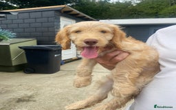 Cockapoo dogs for sale: Adorable genetic clear cockapoo puppies  in Leatherhead - Image 1