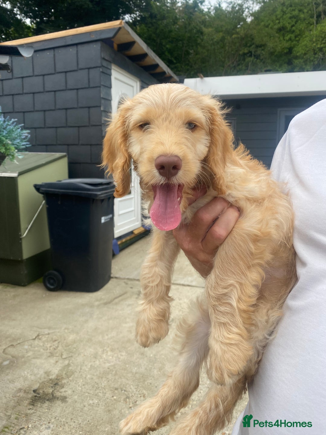 Cockapoo dogs for sale: Adorable genetic clear cockapoo puppies  in Leatherhead - Image 1
