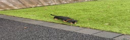 Mixed Breed dogs for sale: 5 beautiful jackshund puppies for sale - Advert 7
