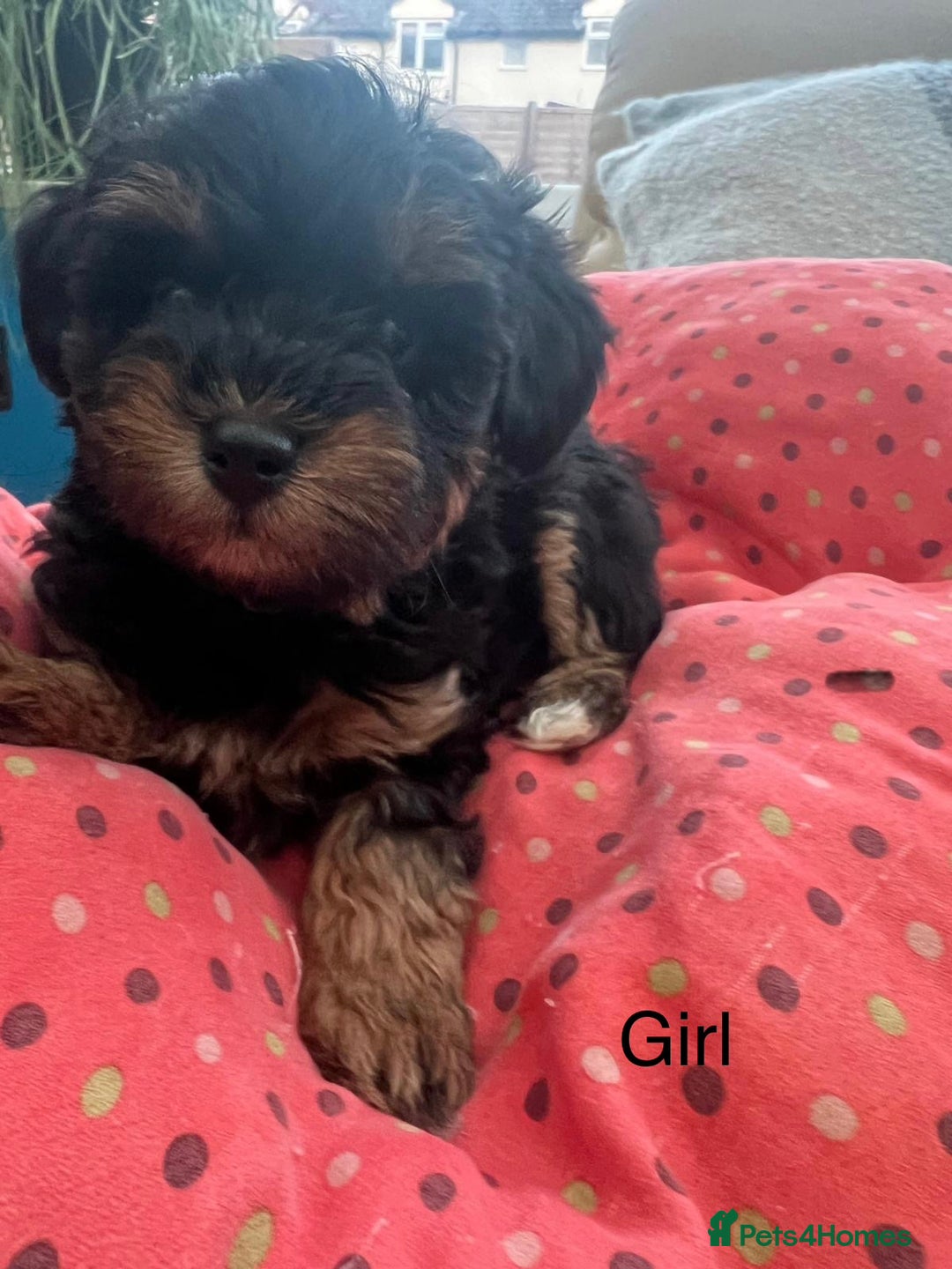 Schnoodle dogs for sale: American Toy Schnoodle Puppies *READY TO GO* - Advert 15