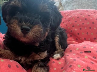 Schnoodle dogs Gorgeous American Toy Schnoodle Puppies For Sale - Advert 2