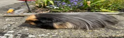 Guinea Pig rodents for sale: Beautiful bonded guinea pig boars (boys) - Advert 4