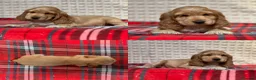 Cocker Spaniel dogs for sale: STUNNING COCKER SPANIEL PUPPIES  - Advert 24