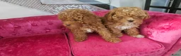 Maltipoo dogs for sale: BEAUTIFUL F1B MALTIPOO  PUPPYIES  - Advert 3