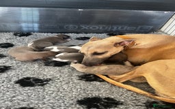 Whippet dogs for sale: STUNNING! TOP PEDIGREE BLUE FAWN WHIPPETS! KC REG - Image 4