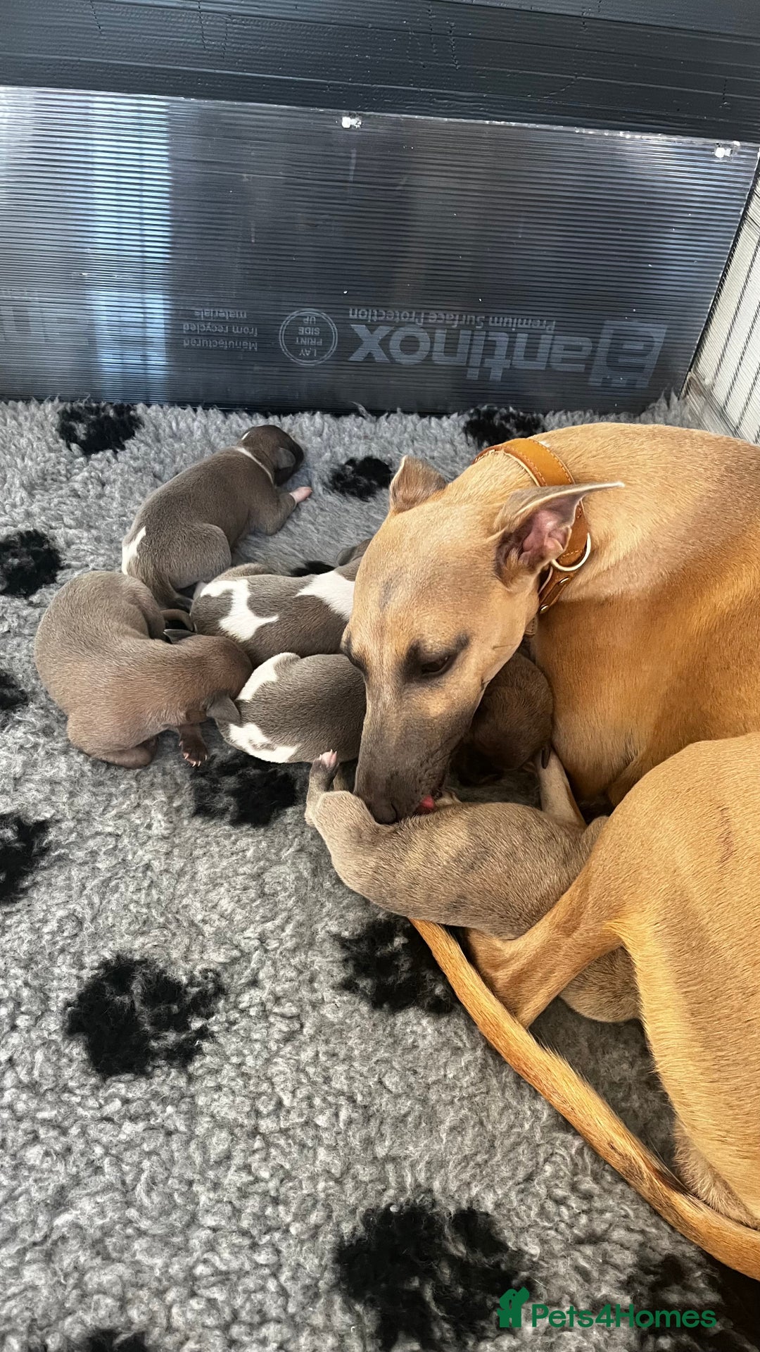 Whippet dogs for sale: STUNNING! TOP PEDIGREE BLUE FAWN WHIPPETS! KC REG - Image 4