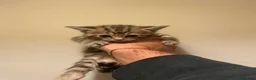 Mixed Breed cats for sale: Tabby/Tortoiseshell & Tabby/Cross Ragdoll Kittens - Advert 3