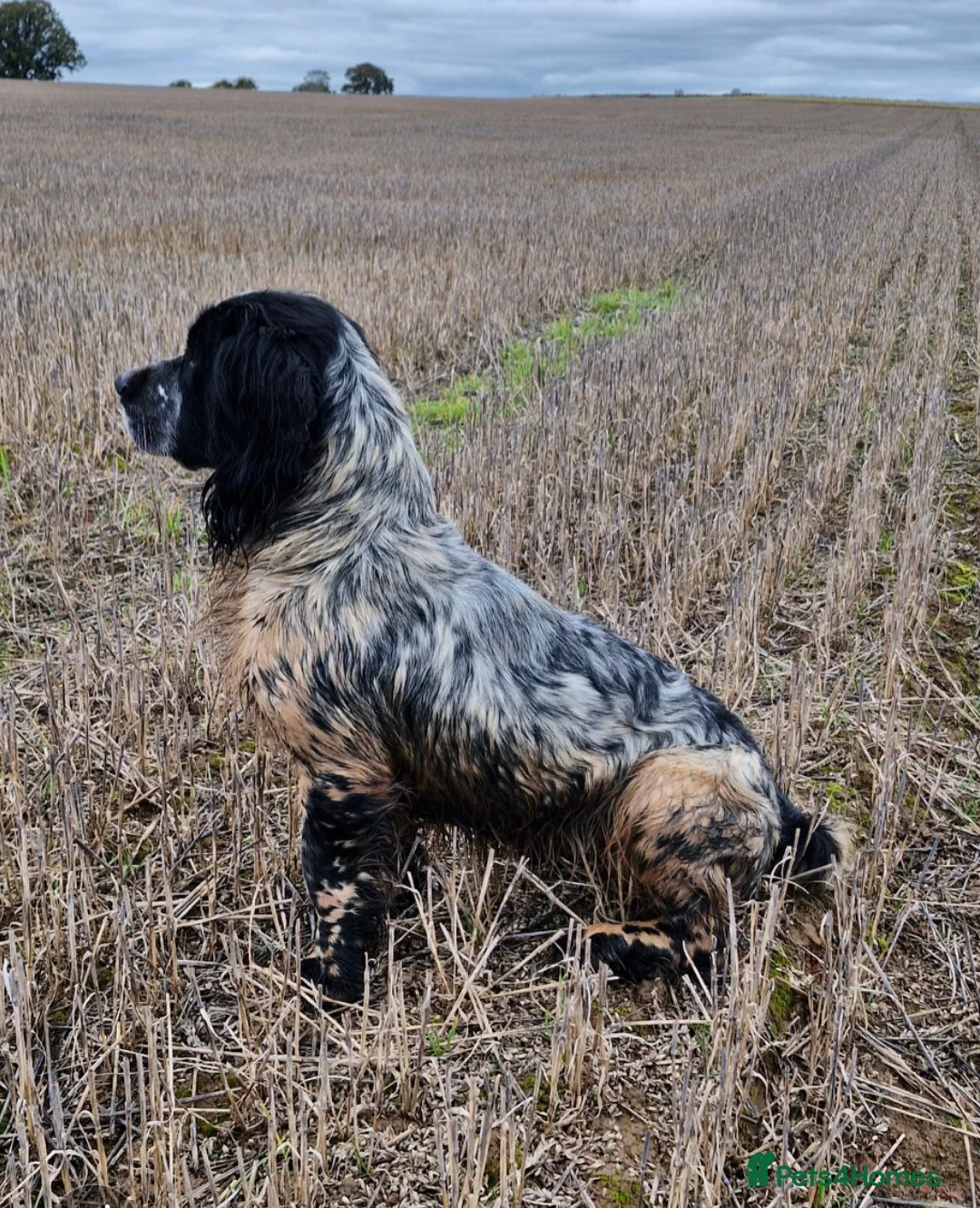 Mixed Breed dogs for stud: Sprocker Spaniel Stud - Advert 2