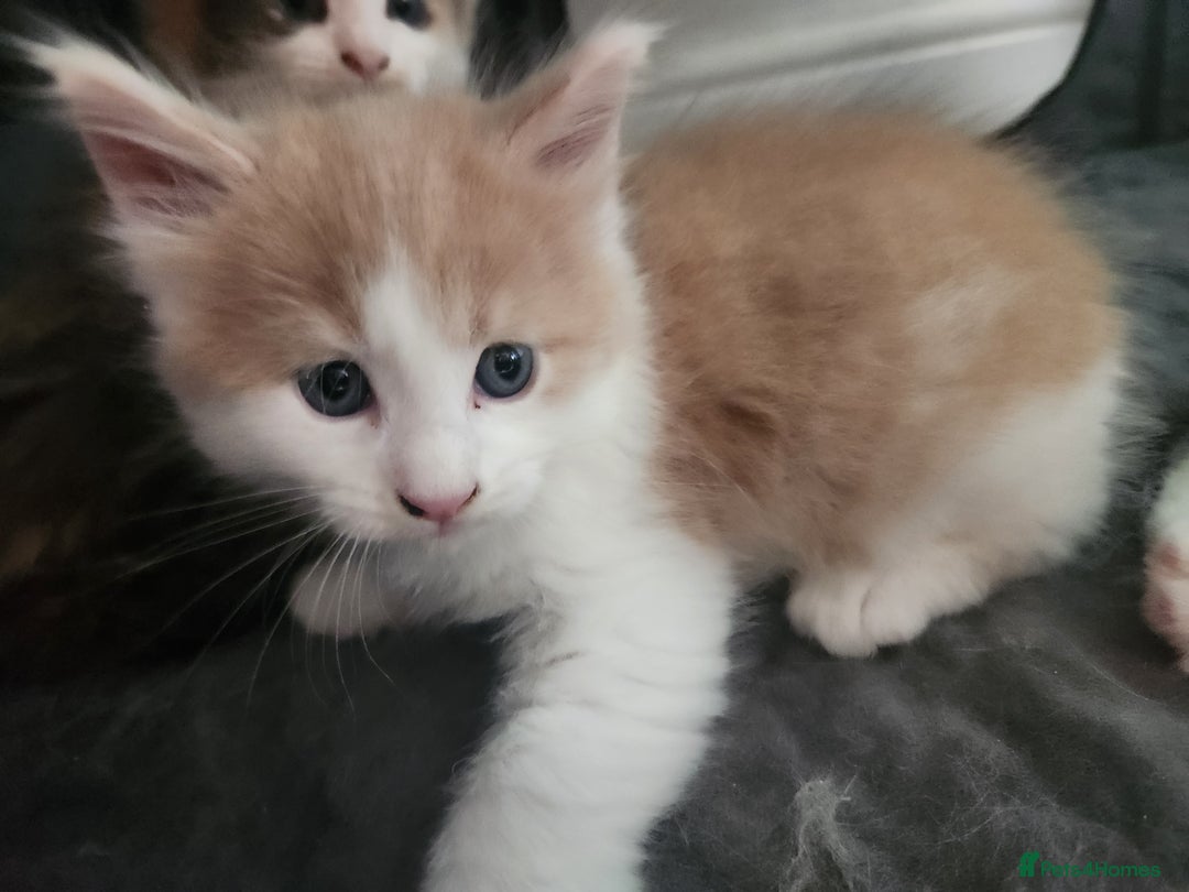 Maine Coon cats for sale: Maine Coon Kittens purebred – Reserve Now - Image 32