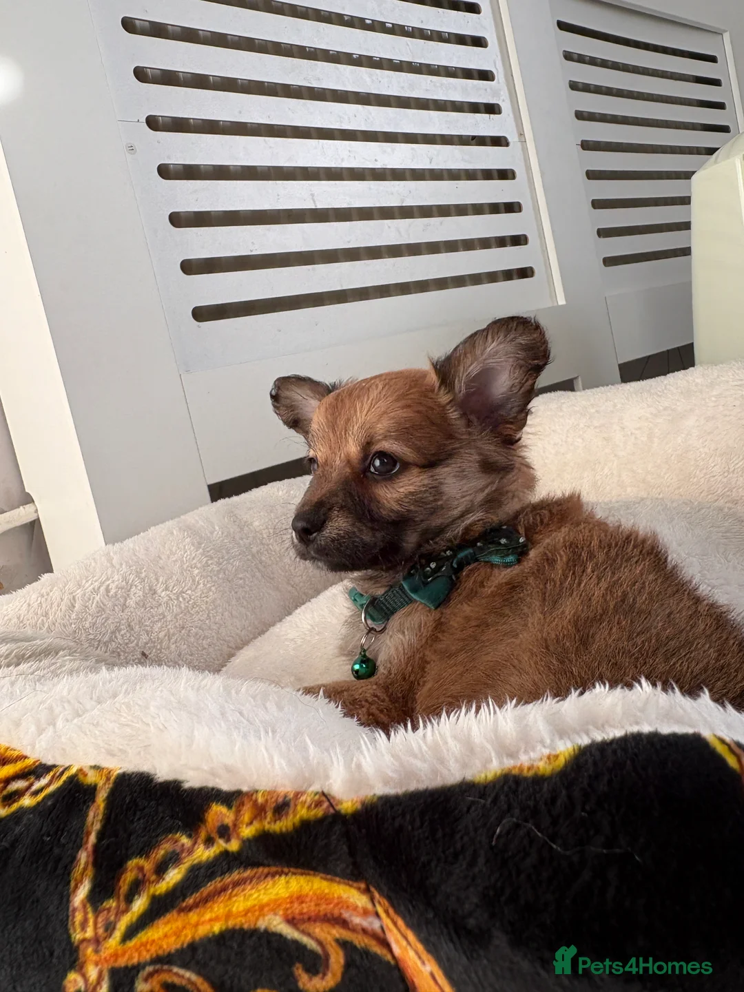 Mixed Breed dogs for sale: Italian volpino x deer head chihuahua puppies  - Advert 18