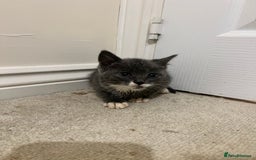 British Shorthair cats for sale: Stunning blue kittens  - Image 11